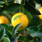 citron-jaune-en-gros-plan-centre-entoure-de-ses-feuilles-vertes