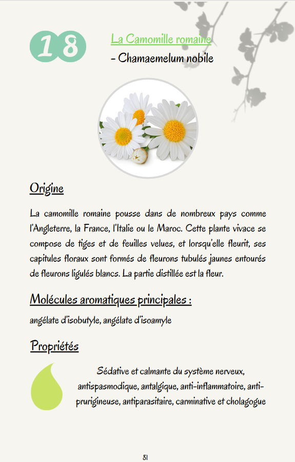 camomille-romaine-fleur-aux-pétales-blanches-cœur-jaune-texte-descriptif-origine-molecules-aromatiques-principales-proprietes