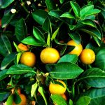 nombreuses-mandarines-couleur-orange-entourees-de leur-feuillage-vert