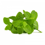 feuilles-de-menthe-vertes-sur-fond-blanc