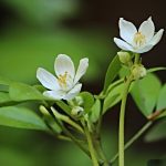 fleurs-blanches-d-oranger-feuilles-vertes