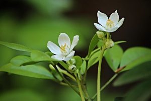 fleurs-blanches-d-oranger-feuilles-vertes