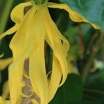 fleur-jaune-d-ylang-ylang